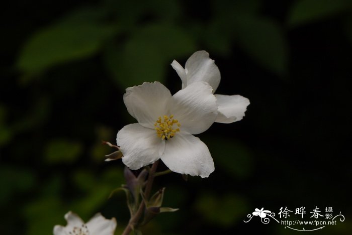 紫萼山梅花Philadelphus purpurascens 紫萼山梅花Philadelphus purpurascens