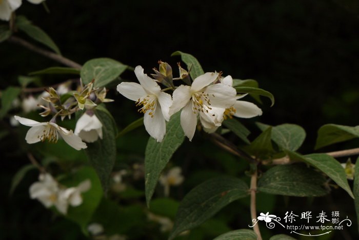 紫萼山梅花Philadelphus purpurascens 紫萼山梅花Philadelphus purpurascens
