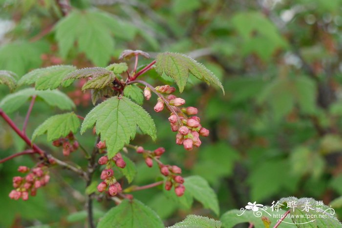 糖茶藨子Ribes himalense 糖茶藨子Ribes himalense
