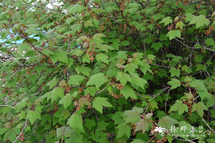糖茶藨子Ribes himalense 糖茶藨子Ribes himalense
