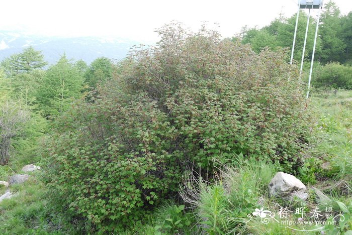糖茶藨子Ribes himalense 糖茶藨子Ribes himalense