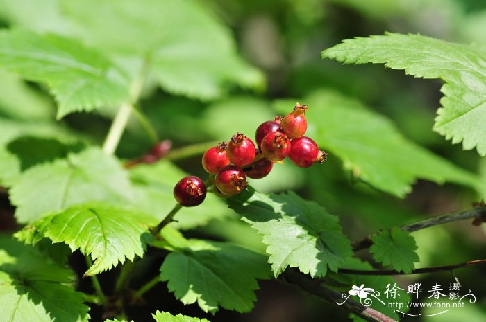 长序茶藨子Ribes longiracemosum 长序茶藨子Ribes longiracemosum