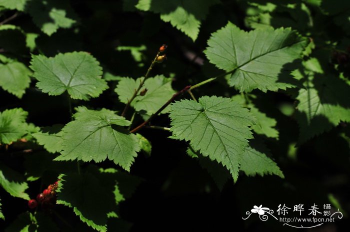 长序茶藨子Ribes longiracemosum 长序茶藨子Ribes longiracemosum