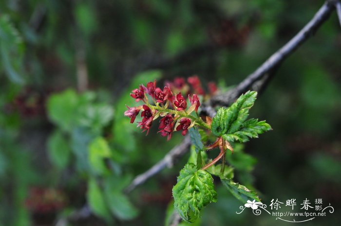 渐尖茶藨子Ribes takare 渐尖茶藨子Ribes takare