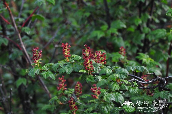 渐尖茶藨子Ribes takare 渐尖茶藨子Ribes takare