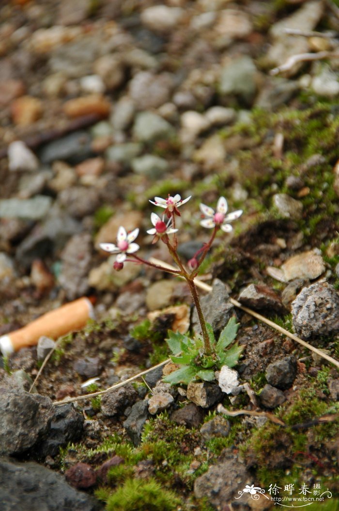 长白虎耳草Saxifraga laciniata 长白虎耳草Saxifraga laciniata