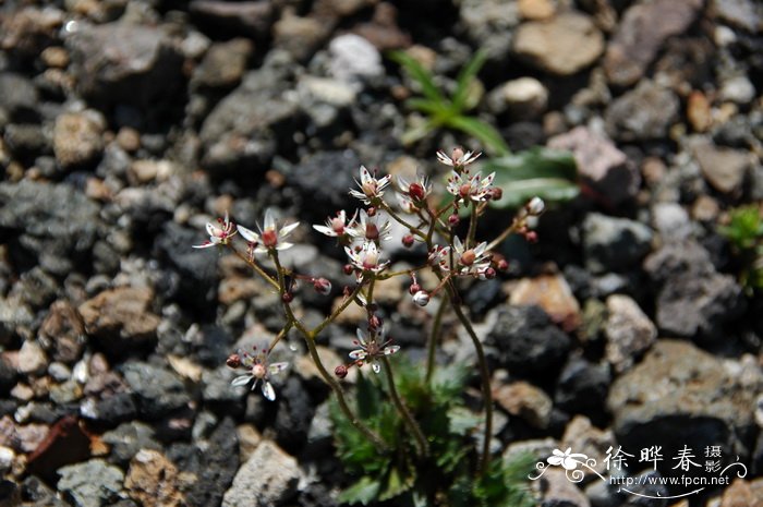 长白虎耳草Saxifraga laciniata 长白虎耳草Saxifraga laciniata
