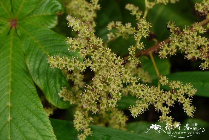 七叶鬼灯檠Rodgersia aesculifolia 七叶鬼灯檠Rodgersia aesculifolia