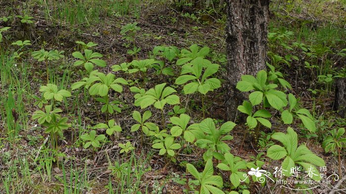 七叶鬼灯檠Rodgersia aesculifolia 七叶鬼灯檠Rodgersia aesculifolia