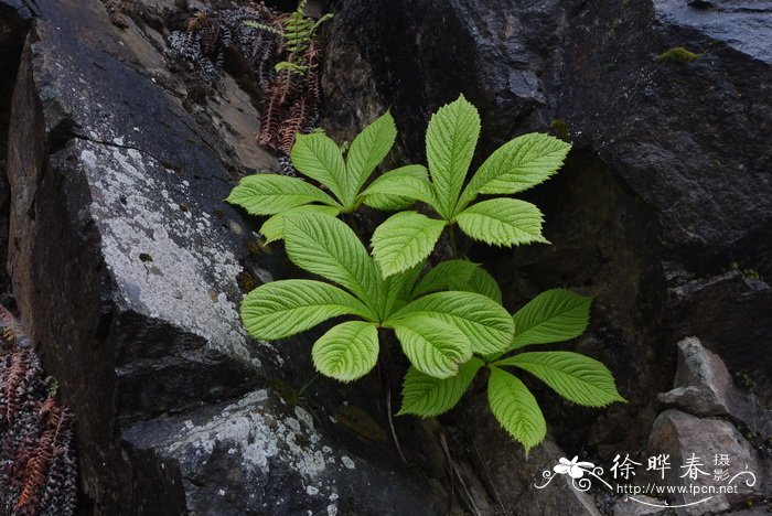 七叶鬼灯檠Rodgersia aesculifolia 七叶鬼灯檠Rodgersia aesculifolia