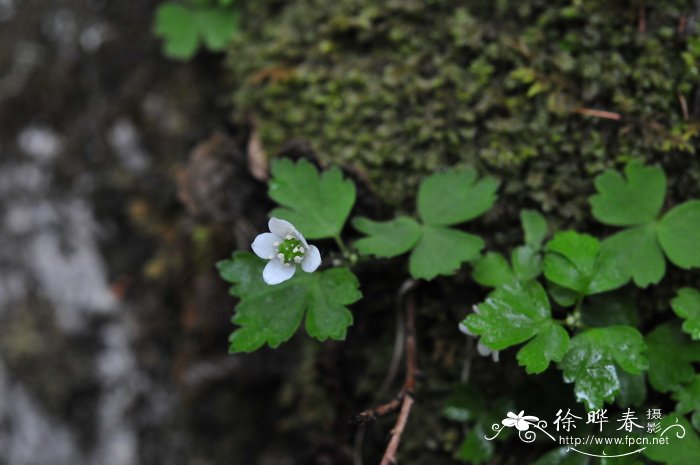 珠芽虎耳草Saxifraga granulifera 珠芽虎耳草Saxifraga granulifera