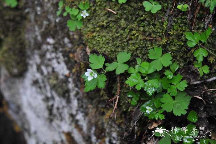 珠芽虎耳草Saxifraga granulifera 珠芽虎耳草Saxifraga granulifera