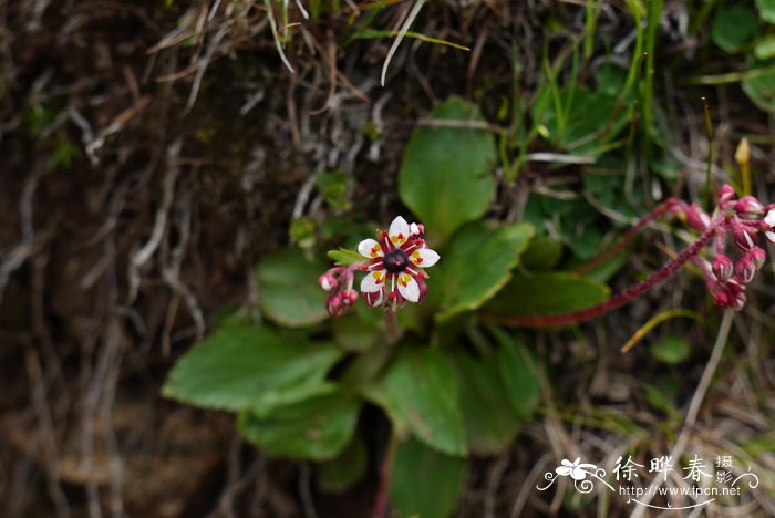 黑蕊虎耳草Saxifraga melanocentra 黑蕊虎耳草Saxifraga melanocentra