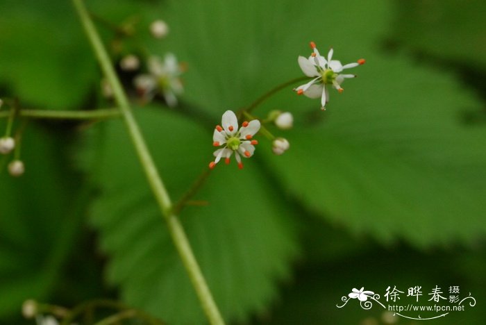 斑点虎耳草Saxifraga nelsoniana 斑点虎耳草Saxifraga nelsoniana