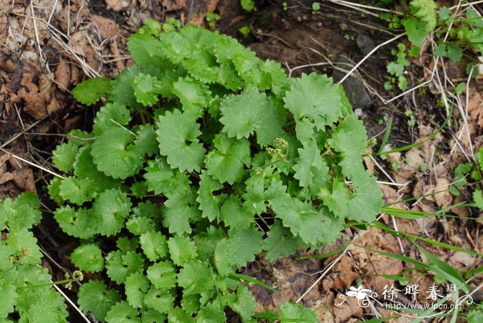 斑点虎耳草Saxifraga nelsoniana 斑点虎耳草Saxifraga nelsoniana