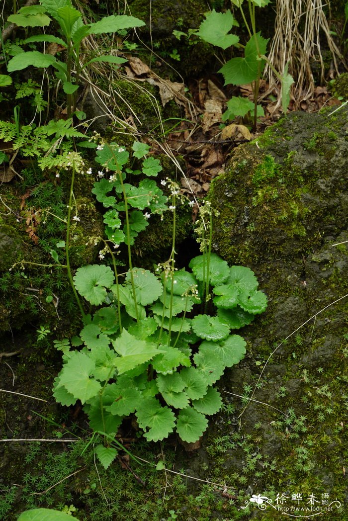 斑点虎耳草Saxifraga nelsoniana 斑点虎耳草Saxifraga nelsoniana