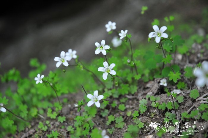 球茎虎耳草Saxifraga sibirica 球茎虎耳草Saxifraga sibirica