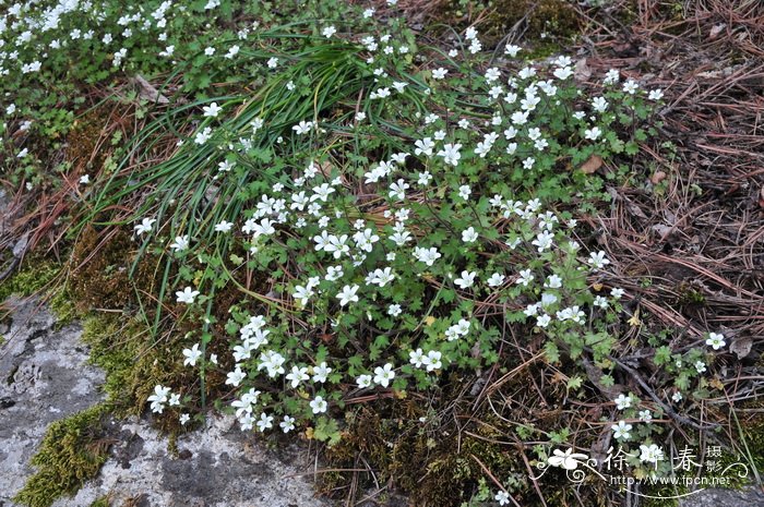 球茎虎耳草Saxifraga sibirica 球茎虎耳草Saxifraga sibirica