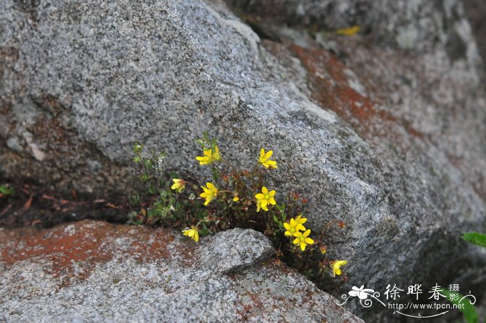 山地虎耳草Saxifraga sinomontana 山地虎耳草Saxifraga sinomontana