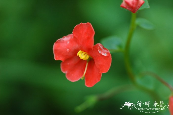 心叶假面花Alonsoa meridionalis 心叶假面花Alonsoa meridionalis