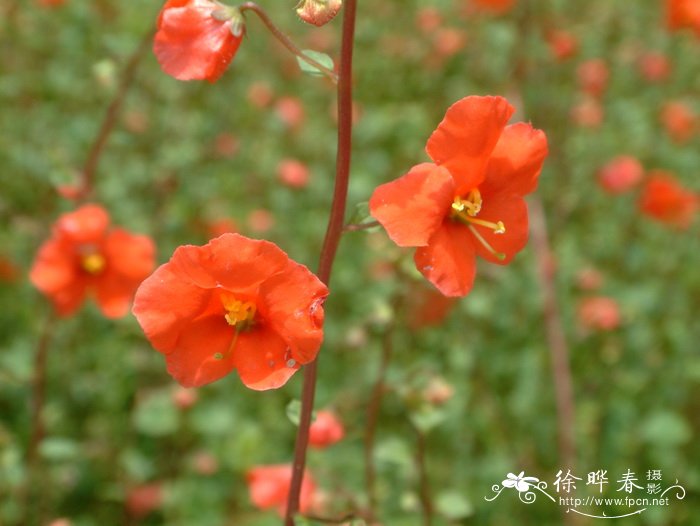 心叶假面花Alonsoa meridionalis 心叶假面花Alonsoa meridionalis