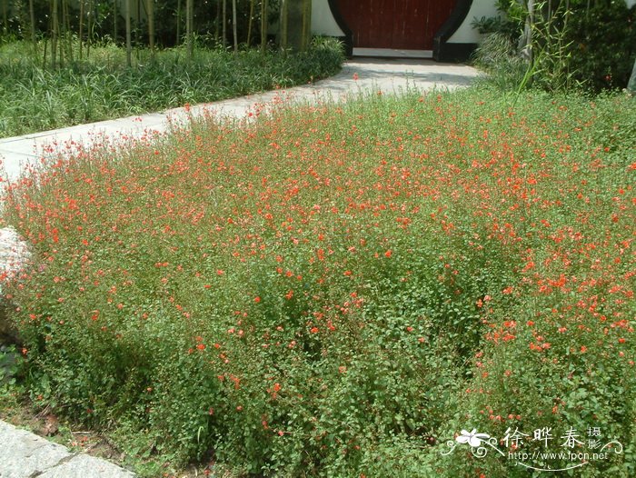 心叶假面花Alonsoa meridionalis 心叶假面花Alonsoa meridionalis
