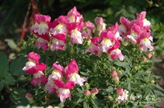金鱼草Antirrhinum majus