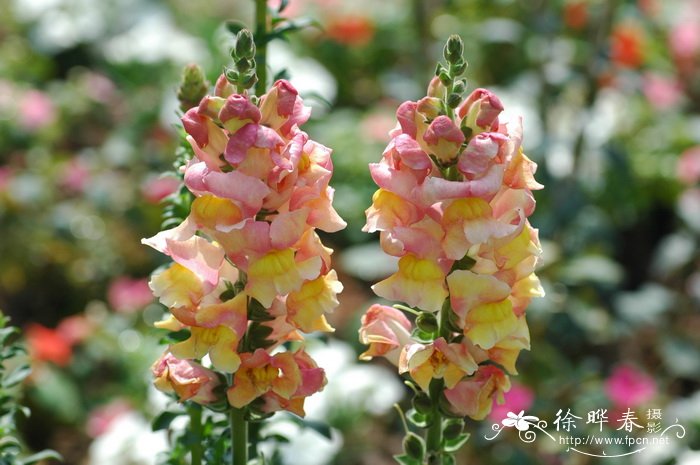 金鱼草antirrhinummajus