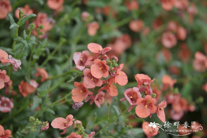 双距花Diascia barberae 双距花Diascia barberae