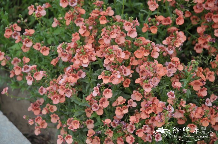 双距花Diascia barberae