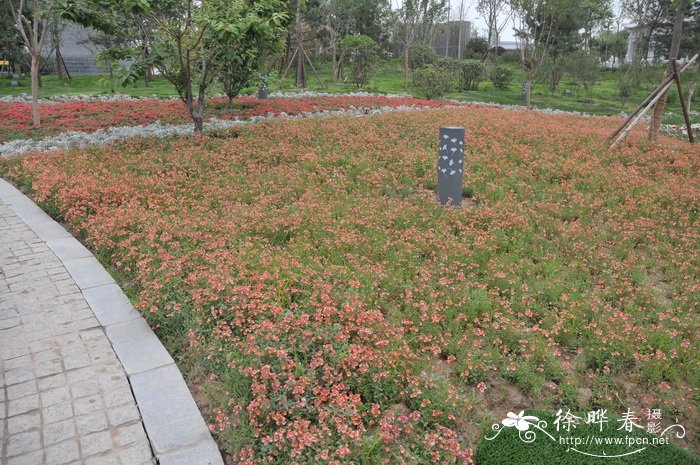 双距花Diascia barberae 双距花Diascia barberae