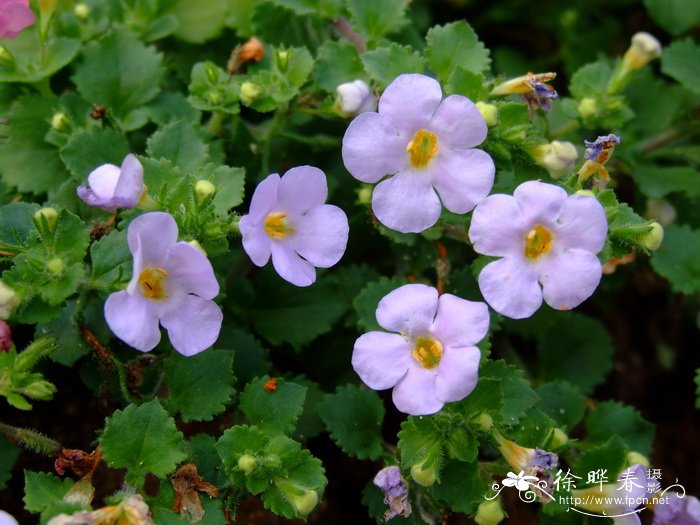 百可花Bacopa diffusa 百可花Bacopa diffusa