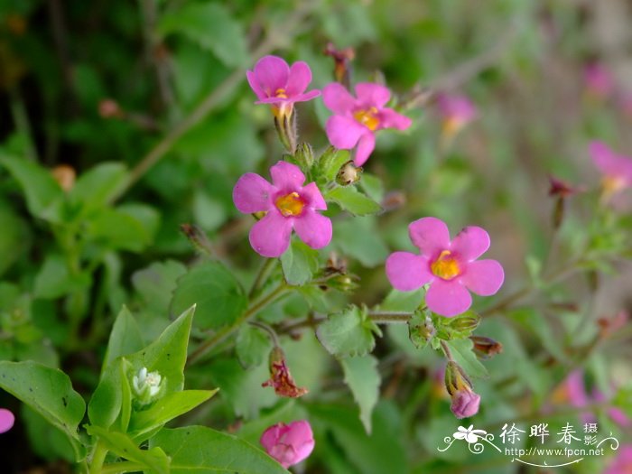 百可花Bacopa diffusa