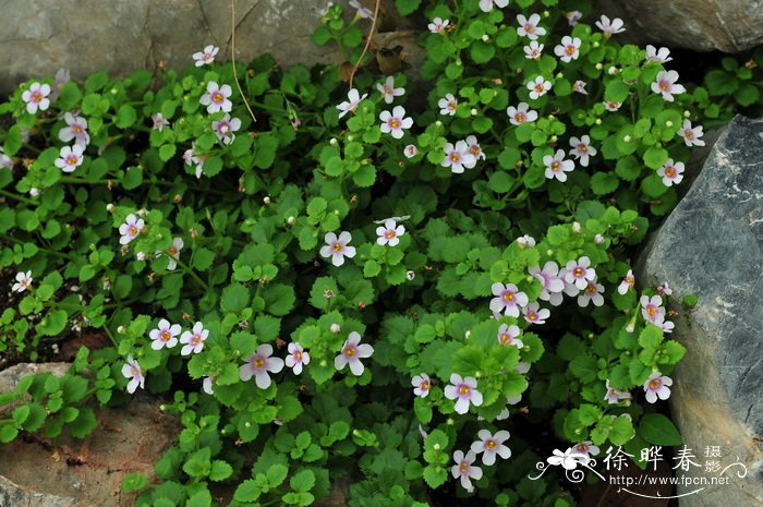 百可花Bacopa diffusa 百可花Bacopa diffusa