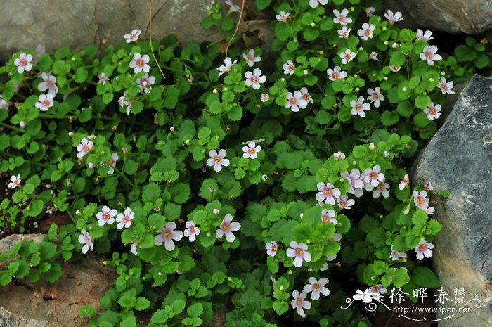 百可花Bacopa diffusa