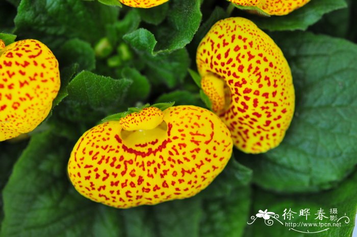 蒲包花Calceolaria crenatiflora