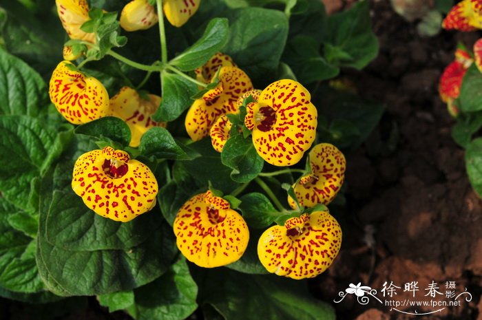 蒲包花Calceolaria crenatiflora 蒲包花Calceolaria crenatiflora