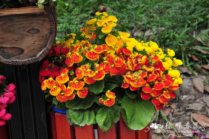 蒲包花Calceolaria crenatiflora 蒲包花Calceolaria crenatiflora