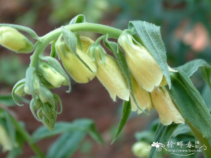狭叶毛地黄Digitalis lanata 狭叶毛地黄Digitalis lanata