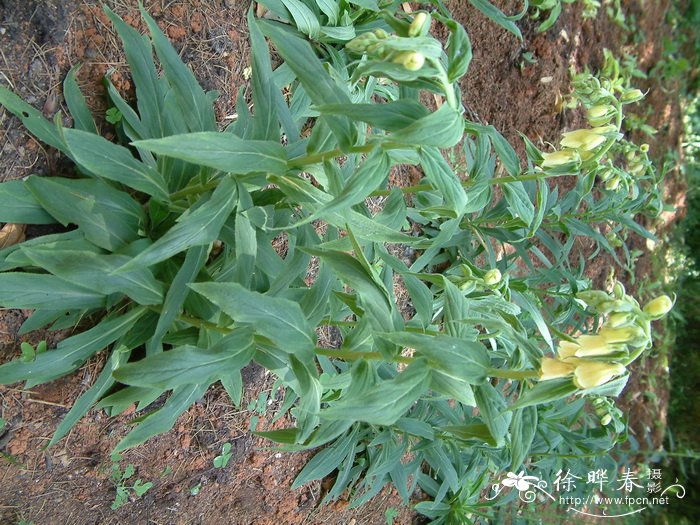 狭叶毛地黄Digitalis lanata 狭叶毛地黄Digitalis lanata