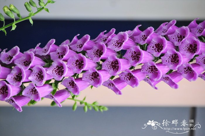 毛地黄Digitalis purpurea 毛地黄Digitalis purpurea