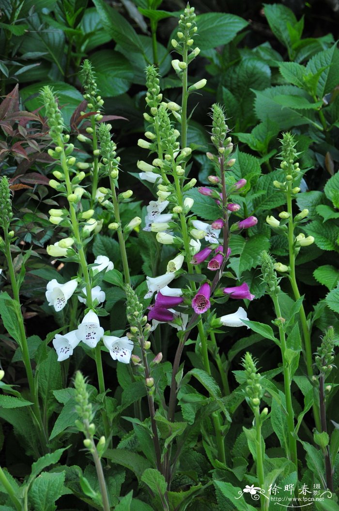 毛地黄Digitalis purpurea 毛地黄Digitalis purpurea