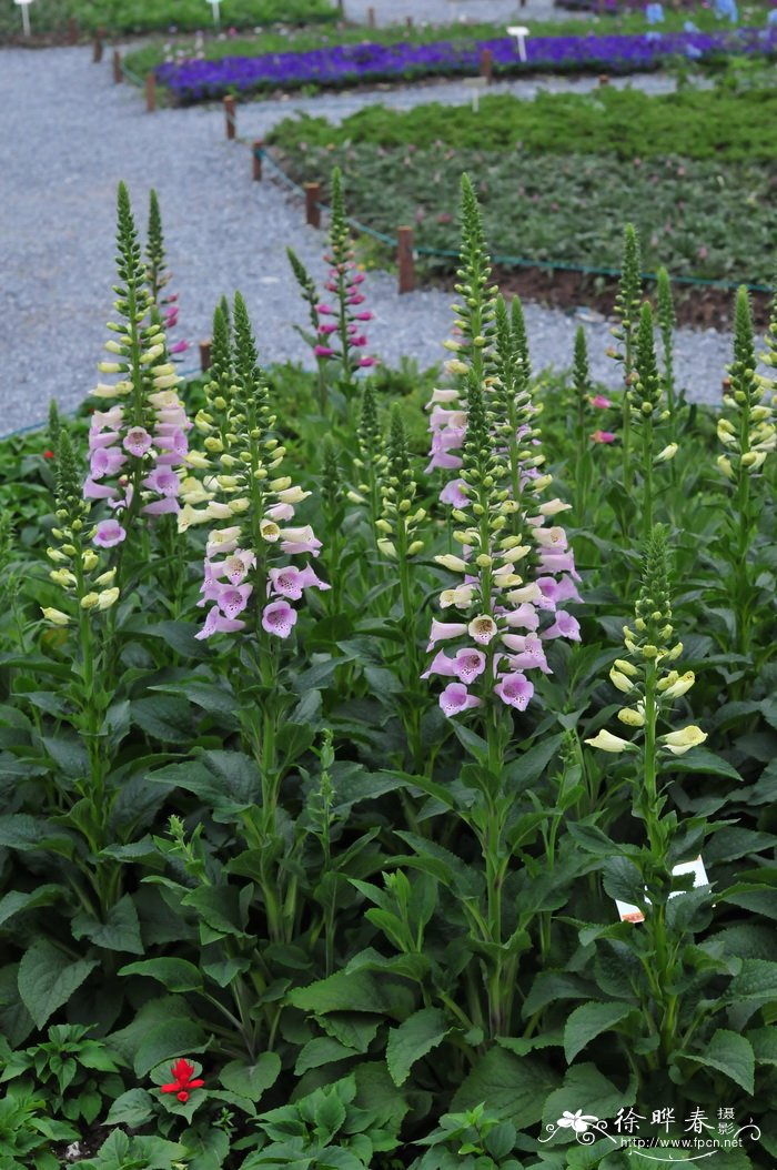 毛地黄Digitalis purpurea