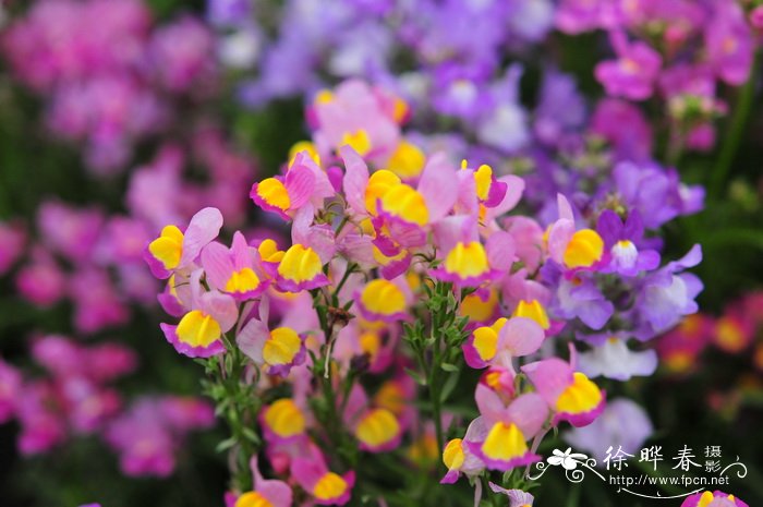 柳穿鱼Linaria maroccana 柳穿鱼Linaria maroccana