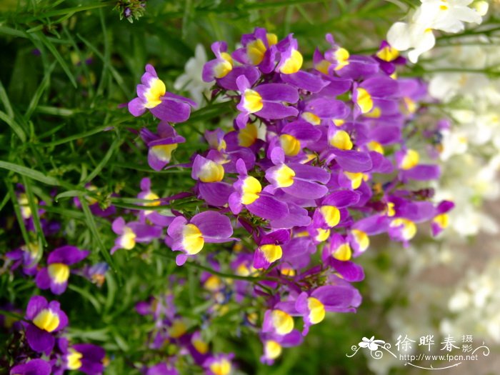 柳穿鱼Linaria maroccana 柳穿鱼Linaria maroccana