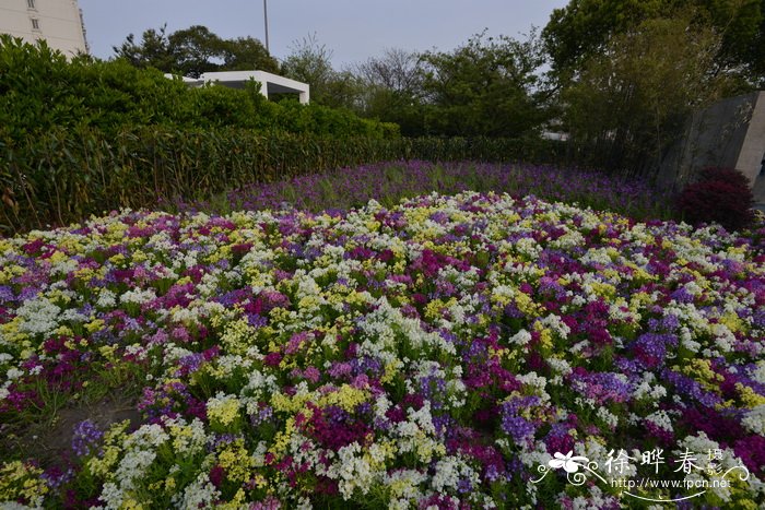 柳穿鱼Linaria maroccana 柳穿鱼Linaria maroccana