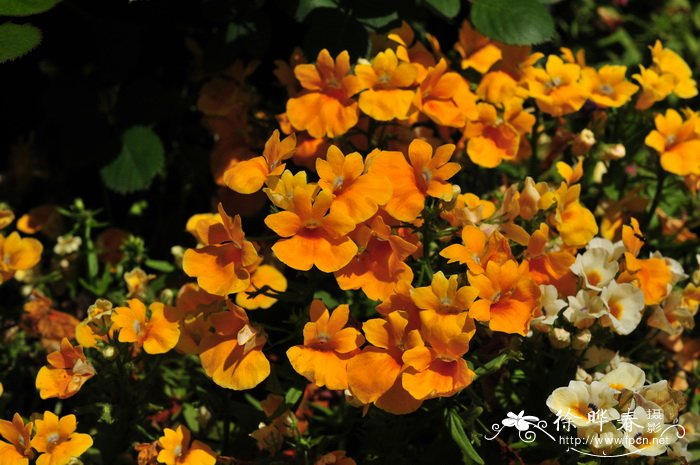 猴面花Mimulus luteus 猴面花Mimulus luteus