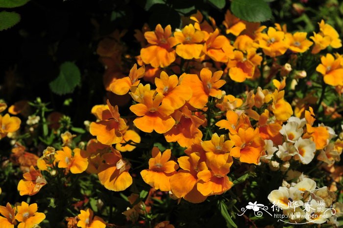 猴面花Mimulus luteus