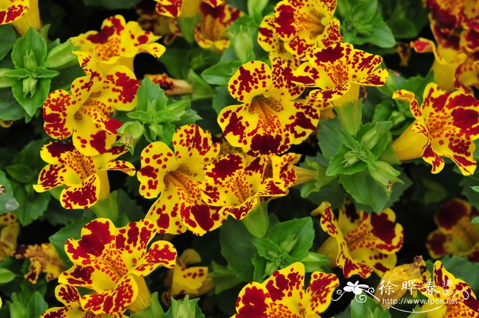 猴面花Mimulus luteus 猴面花Mimulus luteus