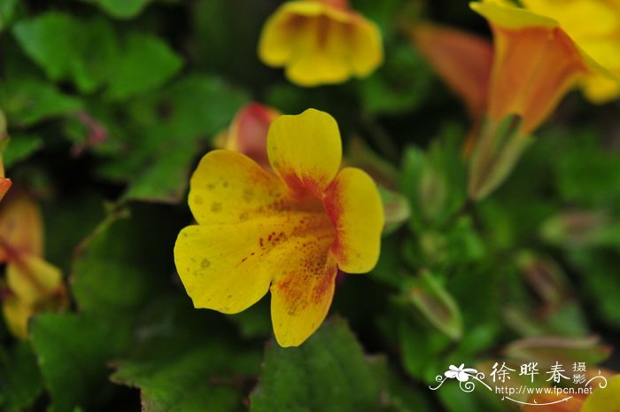 猴面花Mimulus luteus 猴面花Mimulus luteus